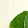 Green leaf icon representing natural ingredients