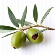 Olive branch representing olive oil